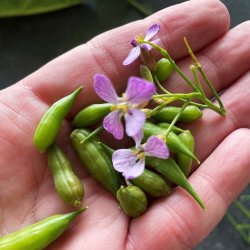 Radiser fr�. M�nchen Bier. Raphanus sativus. Ca. 375 Fr�.