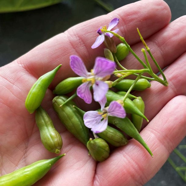 Radiser fr�. M�nchen Bier. Raphanus sativus. Ca. 375 Fr�.