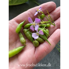 Radiser. Mnchen Bier. Raphanus sativus. Fr.