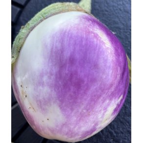 Aubergine. Rotunda bianca sfumata di rosa. Solanum melongena. Fr