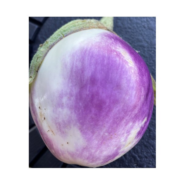 Aubergine. Rotunda bianca sfumata di rosa. Solanum melongena. Fr