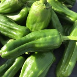 Chili. Padron.  Capsicum annuum. kologisk. Fr.