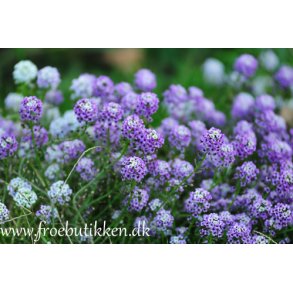 Biblomme. Lobularia maritima. Royal carpet. Fr