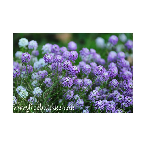 Biblomme. Lobularia maritima. Royal carpet. Fr