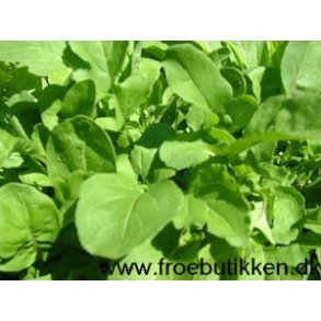 Rucola. Eruca sativa. kologisk. Fr.