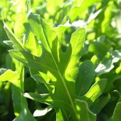 Rucola fr�. Vild. Diplotaxis selvatica. Ca. 6000 �kologiske fr�.