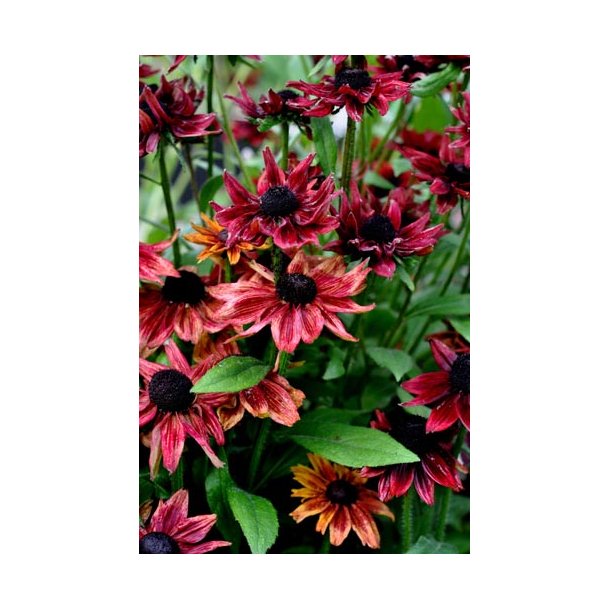 Solhat. Cherry. Rudbeckia hirta. Fr