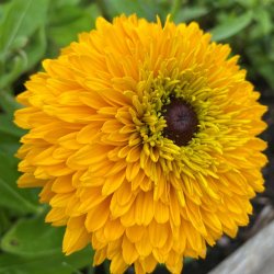 Solhat fr. Maya. Rudbeckia hirta. Ca. 20 Fr