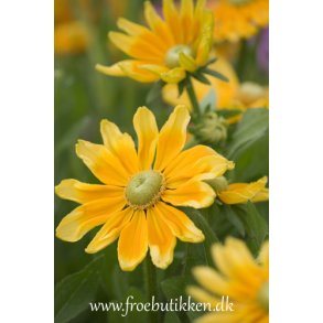 Solhat. Rudbeckia hirta. Praire sun. Fr.