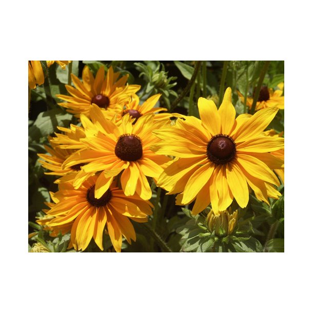 Solhat. Marmelade. Rudbeckia hirta. Fr