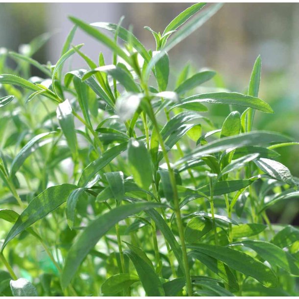 Estragon. Artemisia dracunculoides var. glauca. Russisk. Fr
