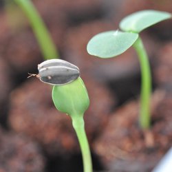 S�brikker. Kokosfiber. Biologisk nedbrydelige. 48 stk. �3,6 cm.
