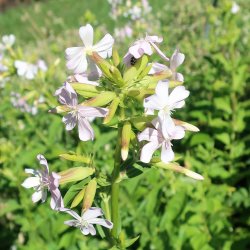 S�beurt fr�. Saponaria officinalis. Ca. 240 Fr�