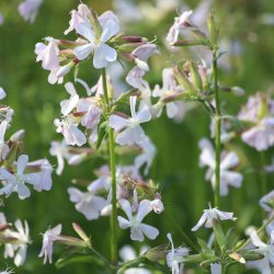 S�beurt fr�. Saponaria officinalis. Ca. 240 Fr�
