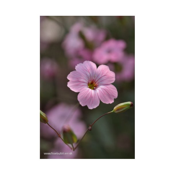 Sbeurt. Saponaria vaccaria. Pink beauty. ID1927-5571. Fr.
