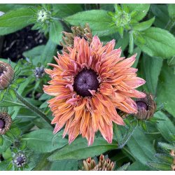 Solhat. Rudbeckia hirta. Sahara. Fr