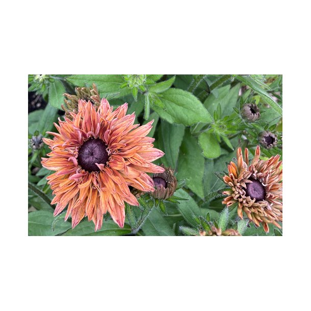 Solhat. Rudbeckia hirta. Sahara. Fr