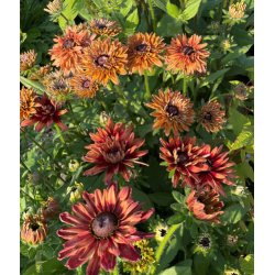 Solhat. Rudbeckia hirta. Sahara. Fr