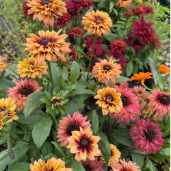 Solhat. Rudbeckia hirta. Sahara. Fr