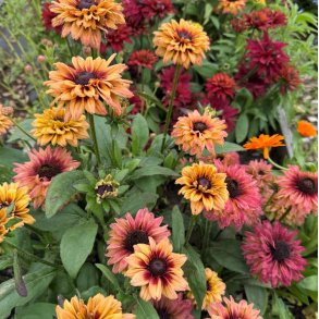 Solhat. Rudbeckia hirta. Sahara. Fr