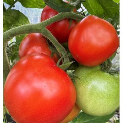 Tomat. Saint Pierre. Solanum lycopersicum. F1. Fr