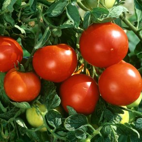 Tomat fr�. Saint Pierre. Solanum lycopersicum. F1. Ca. 10 Fr�