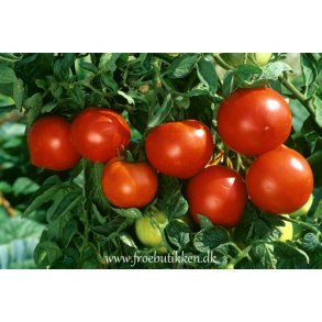 Tomat. Saint Pierre. Solanum lycopersicum. F1. Fr