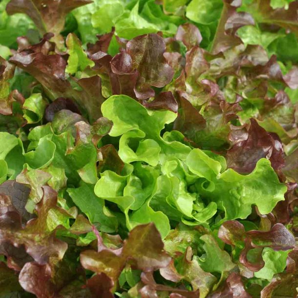 Salat fr�. Salad Bowl mix. Lactuca sativa.  Ca. 5 meter �kologisk fr�b�nd. Fr�.