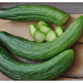 Agurk. Saladin. Cucumis sativus. F1. Fr.