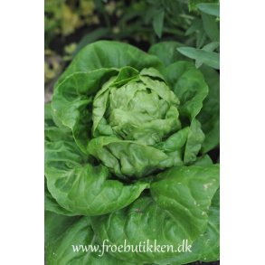 Salat. All the year round. Lactuca sativa. Fr.