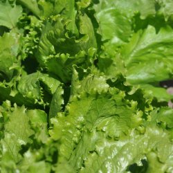 Salat fr�. Calmar. Lactuca sativa. 