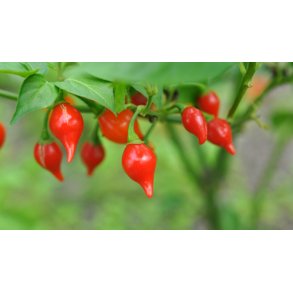 Chili. Biquino. Red. Capsicum chinense. Fr.