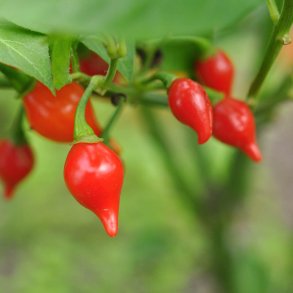 Chili fr�. Biquino. Red. Capsicum chinense. Ca. 10 Fr�.