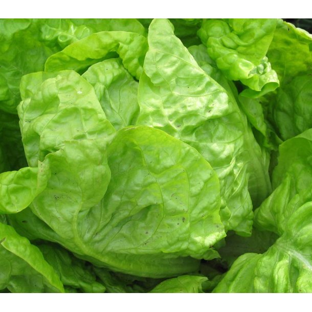 Salat. Fat lazy blonde. Lactuca sativa. Fr.