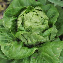 Salat fr�. All the year round. Lactuca sativa. Ca. 1700 Fr�.