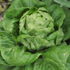 Salat fr�. All the year round. Lactuca sativa. Ca. 1700 Fr�.