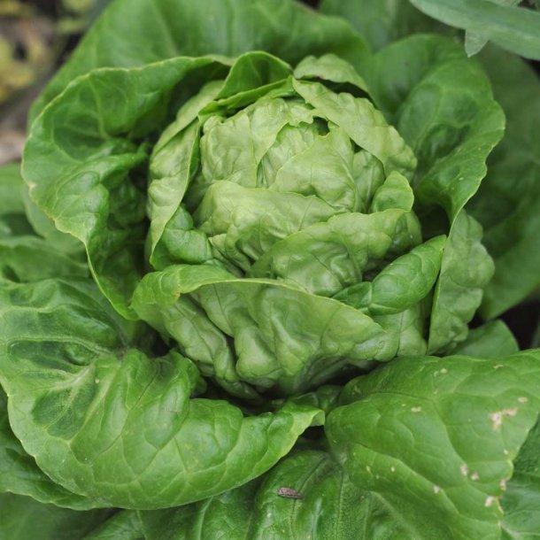 Salat fr�. All the year round. Lactuca sativa. Ca. 1700 Fr�.