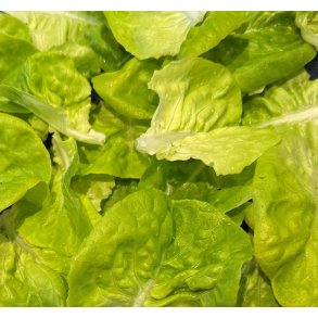 Salat. Gustavs salad. Lactuca sativa. Fr