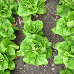 Salat fr�. Little gem. Lactuca sativa. Ca. 630 Fr�.