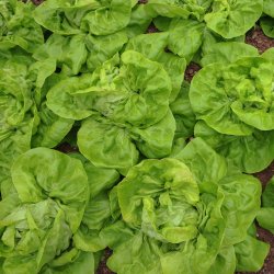 Salat fr�. May Queen. Lactuca sativa. Ca. 950 �kologiske fr�.
