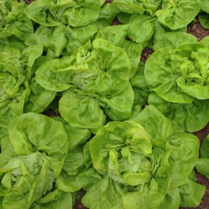 Salat fr�. May Queen. Lactuca sativa. Ca. 950 �kologiske fr�.