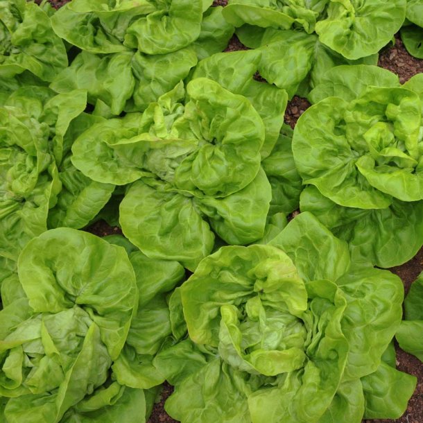 Salat fr�. May Queen. Lactuca sativa. Ca. 950 �kologiske fr�.