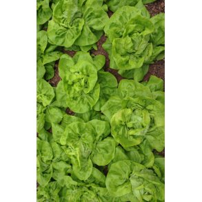 Salat. May Queen. Lactuca sativa. kologisk. Fr.