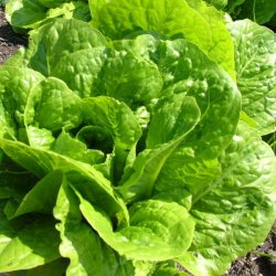 Salat fr�. Parris Island Cos. Lactuca sativa var longifolia. Ca. 1250 Fr�.