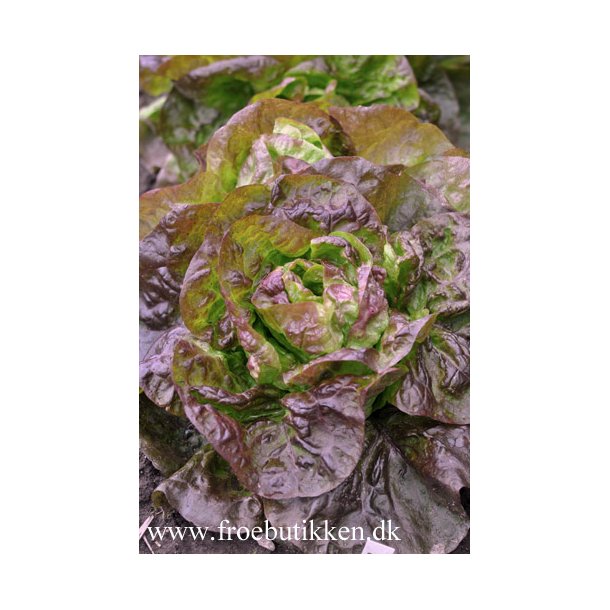 Salat. Roxy. Lactuca sativa. kologisk. Fr.