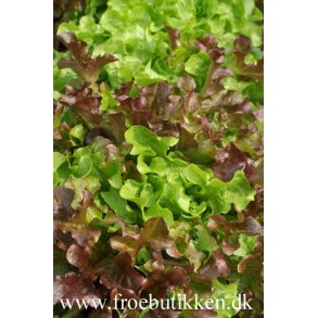 Salat. Salad Bowl mix. Lactuca sativa.  kologisk frbnd. Fr.