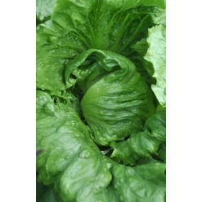 Salat. Saladin. Lactuca sativa. Fr