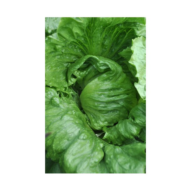 Salat. Saladin. Lactuca sativa. Fr