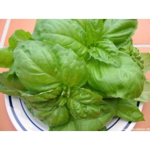 Basilikum. Salatblad. Ocimum basilicum. Fr.