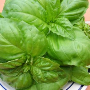 Basilikum fr�. Salatblad. Ocimum basilicum. XL pose. Ca. 7800 Fr�.